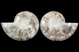 Choffaticeras (Daisy Flower) Ammonite - Madagascar #81282-3